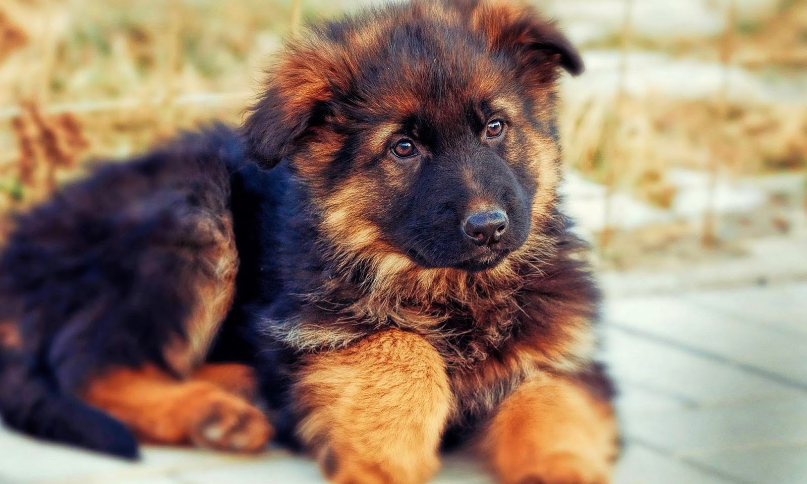 German Shepherd Puppy Wallpaper