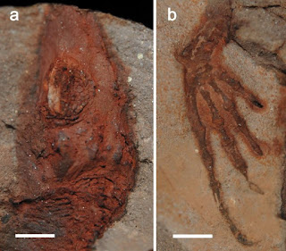 The Dragon S Tales A Snapshot Of The Early Permian Chemnitz