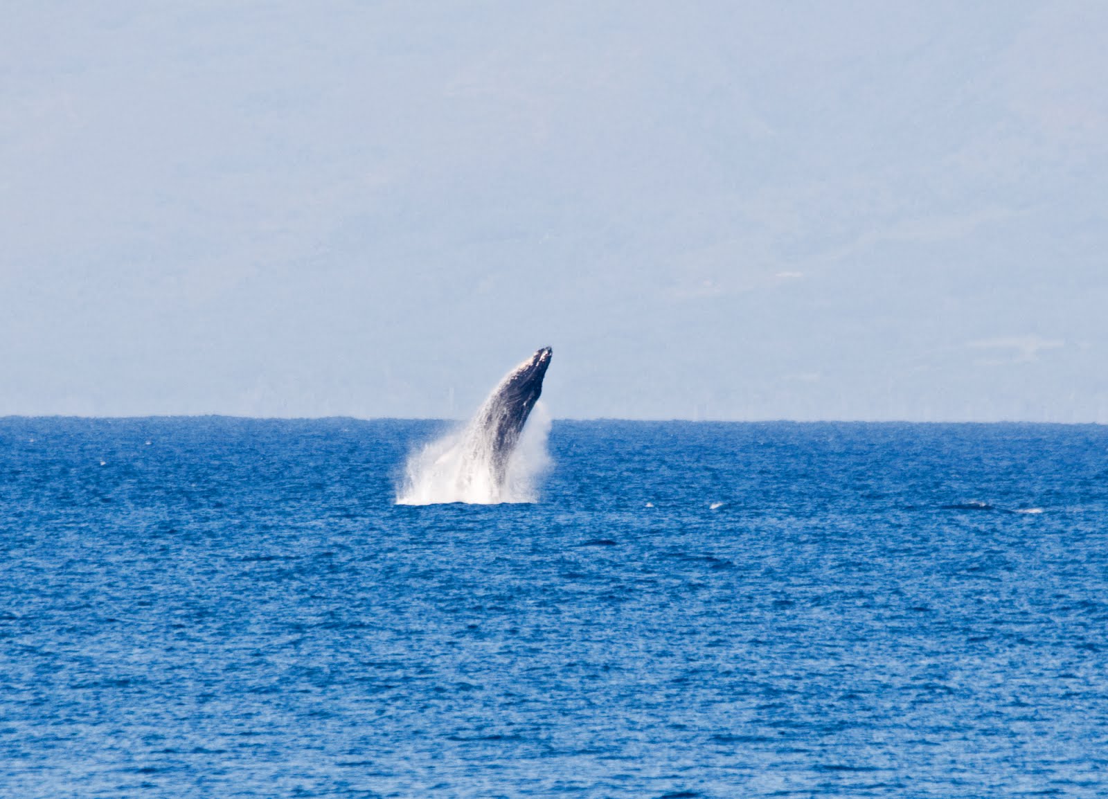 Shutterbugs Capturing the World Around Us: Maui Whale Watching