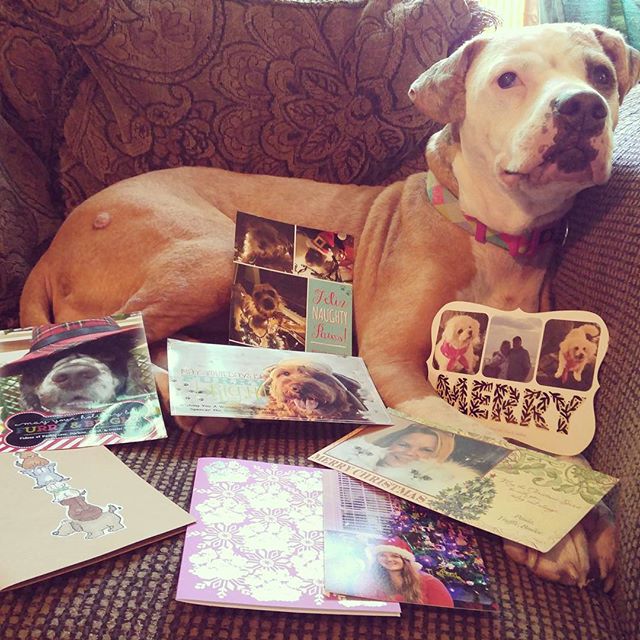 Dog cards christmas pets holiday card cat Christmas Cards for a Merry Christmas | Pawsitively Pets