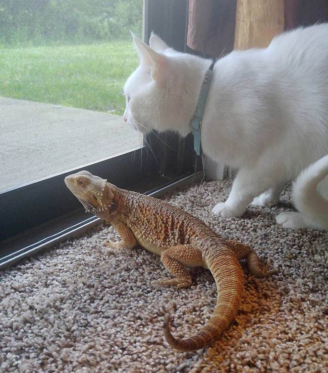 Incredible Friendship Between Cat And Iguana Desert illusion