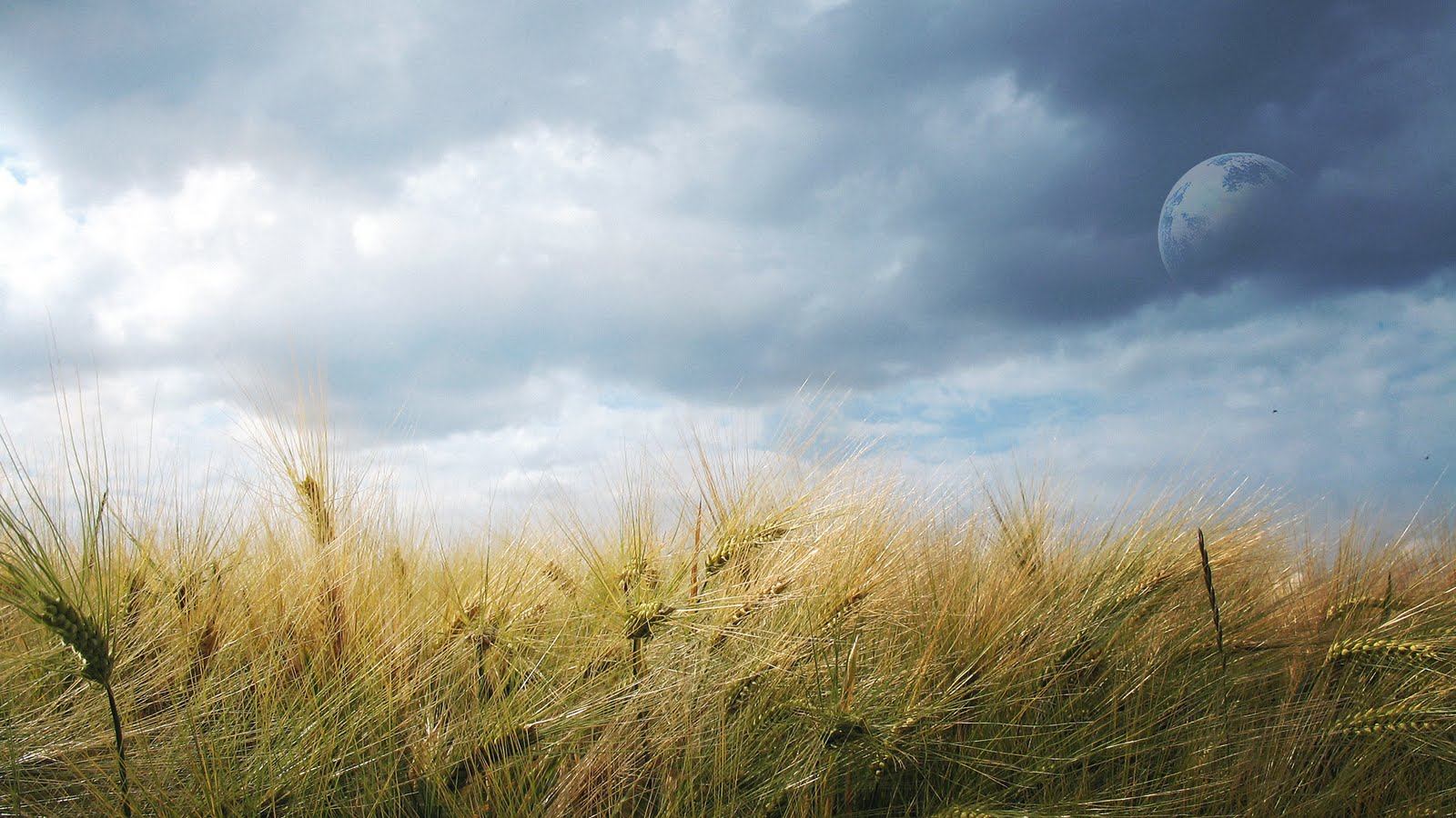 Gpidias: Field of Dreams HD Wallpaper