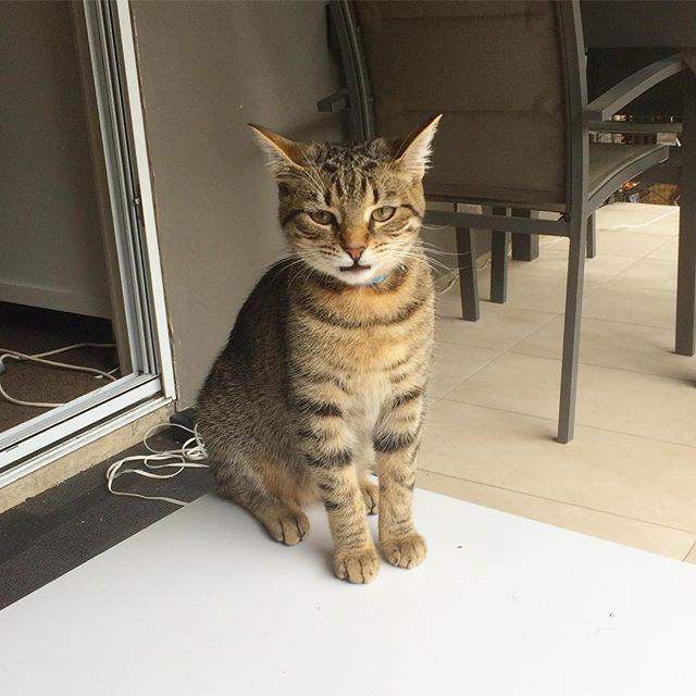 100 Gambar Kucing Imut-Imut Dan Lucu Untuk Wallpaper Hp 100 Gambar Kucing Imut-Imut Dan Lucu Untuk Wallpaper Hp