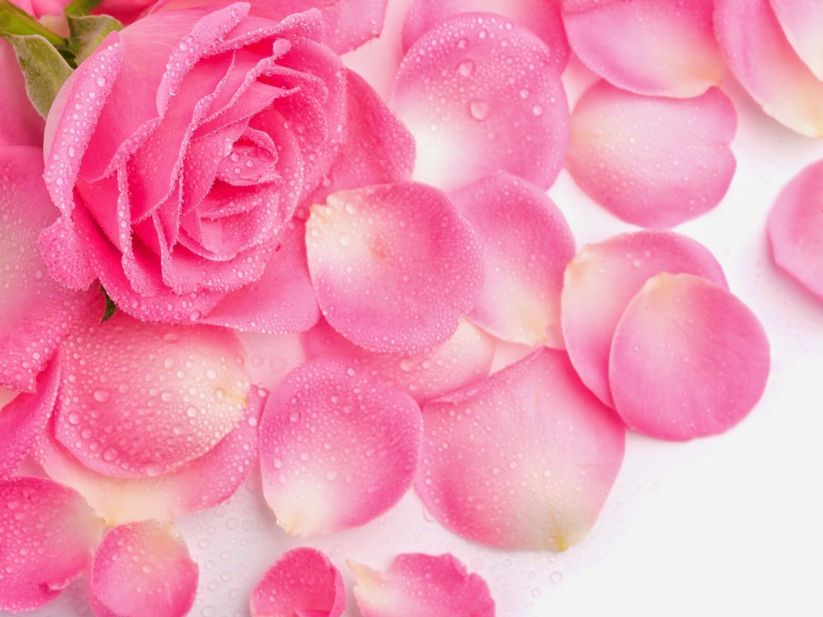 wallpapers on ipad wallpaper rose ipad retina