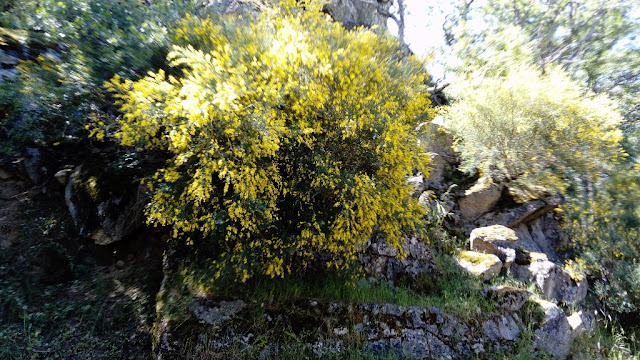 Retama amarilla (Retama sphaerocarpa (L.) Boiss.).