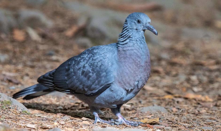 Madeira laurel pigeon Columba trocaz