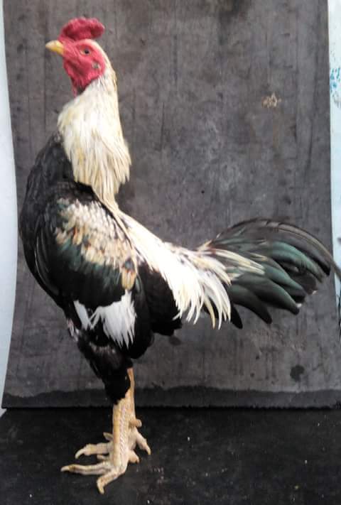 80 Gambar Ayam Aduan Pama Terbaik 80 Gambar Ayam Aduan Pama Terbaik