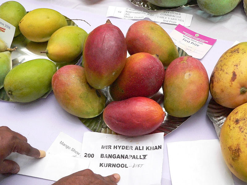 World Latest Routine News India 's Hyderabad Mango Festival / Competition