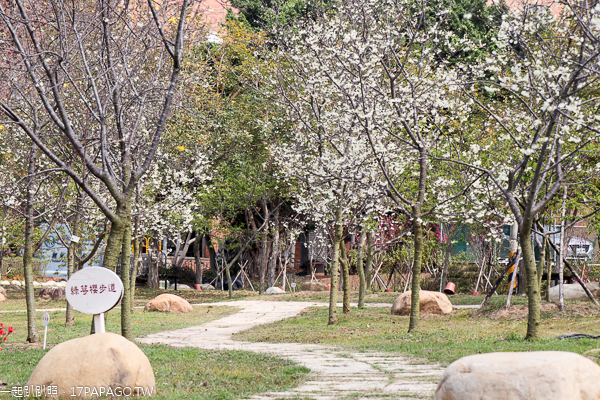 台中后里|2019中科崴立櫻花公園|綠萼櫻|八重櫻|多條賞櫻步道散步拍美照 台中后里|2019中科崴立櫻花公園|綠萼櫻|八重櫻|多條賞櫻步道散步拍美照