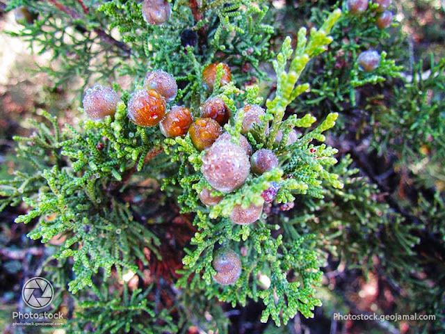 Juniperus phoenicea - Genévrier rouge - Arar 