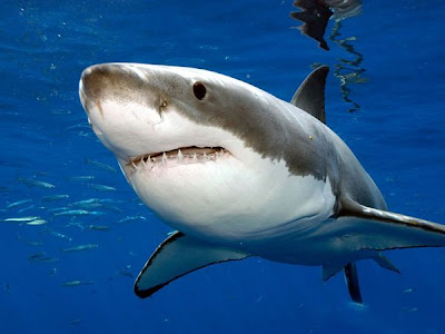 White Shark