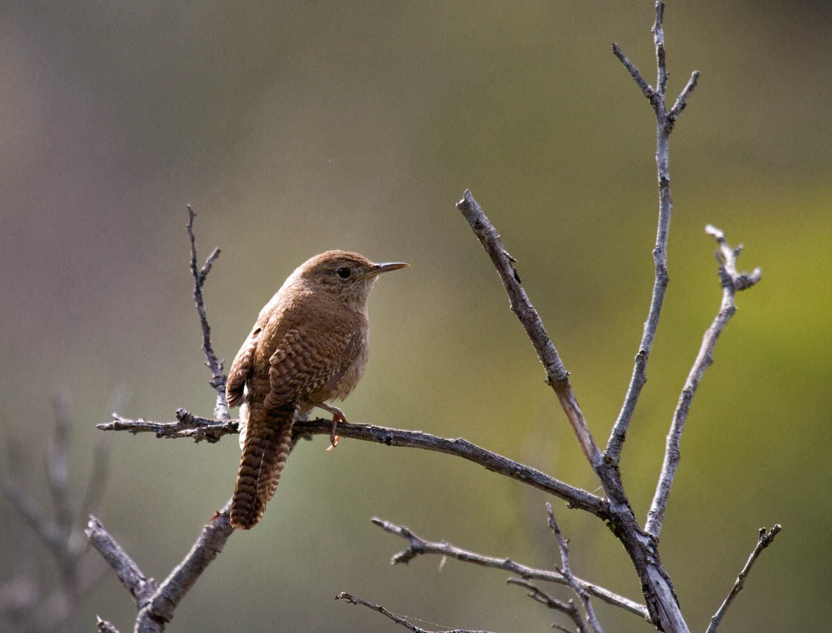 House Wren at Dixon Lake Greg in San Diego