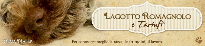 Lagotto Romagnolo e tartufi : Maja Mater