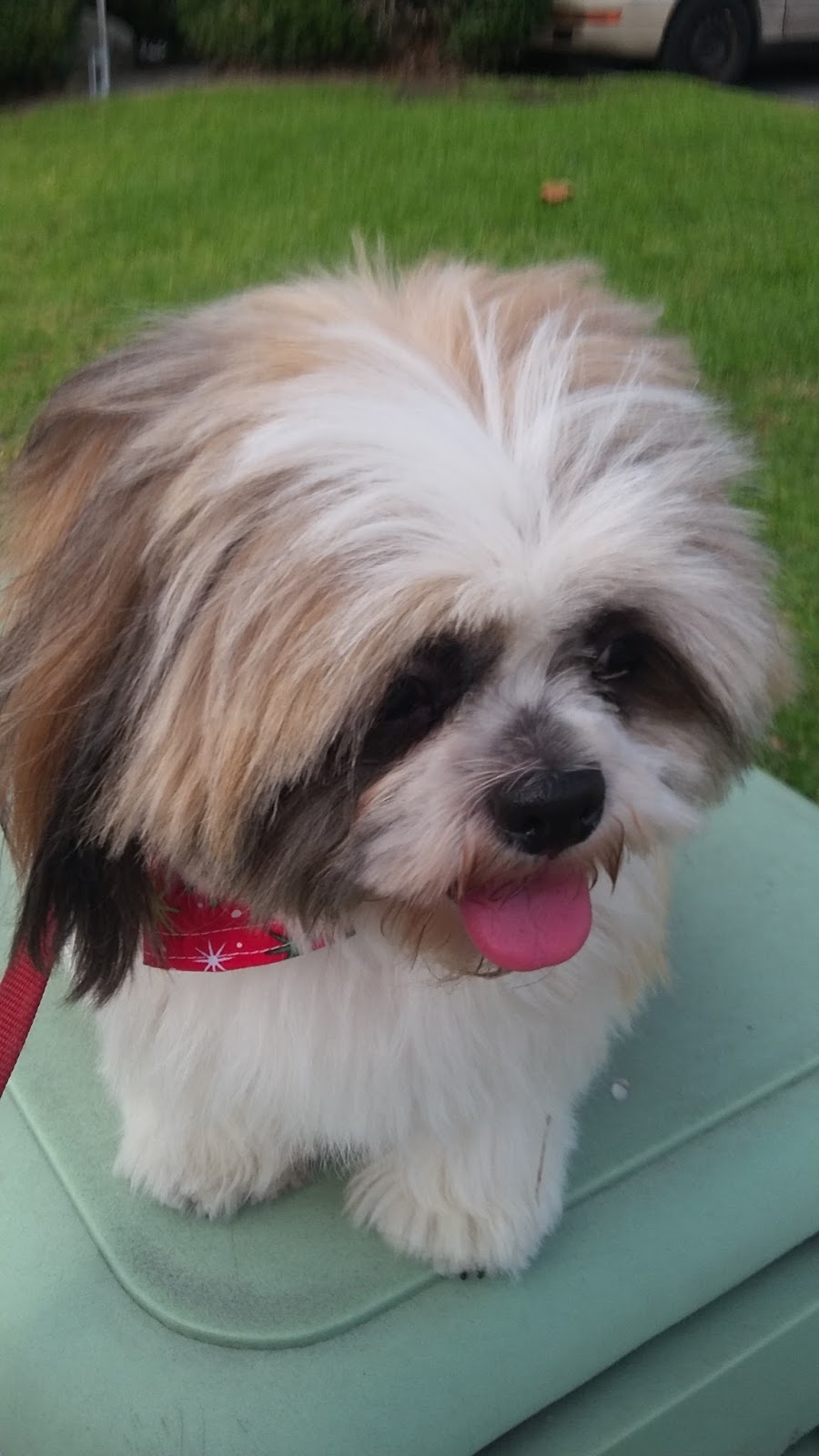 bella the dog spanish village art center in balboa park valentines day invites
