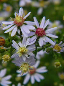 Eurybia divaricata White wood aster  by garden muses-not another Toronto gardening blog