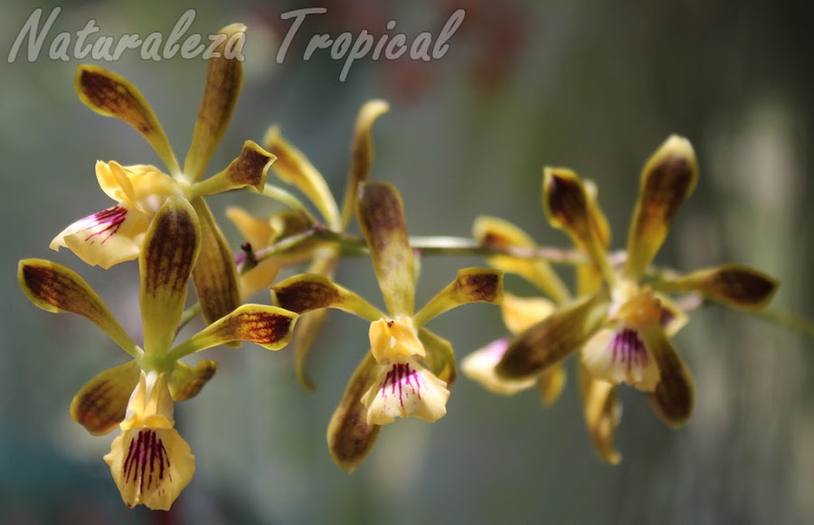 Un orquídea cubana que debes conocer | Plantas