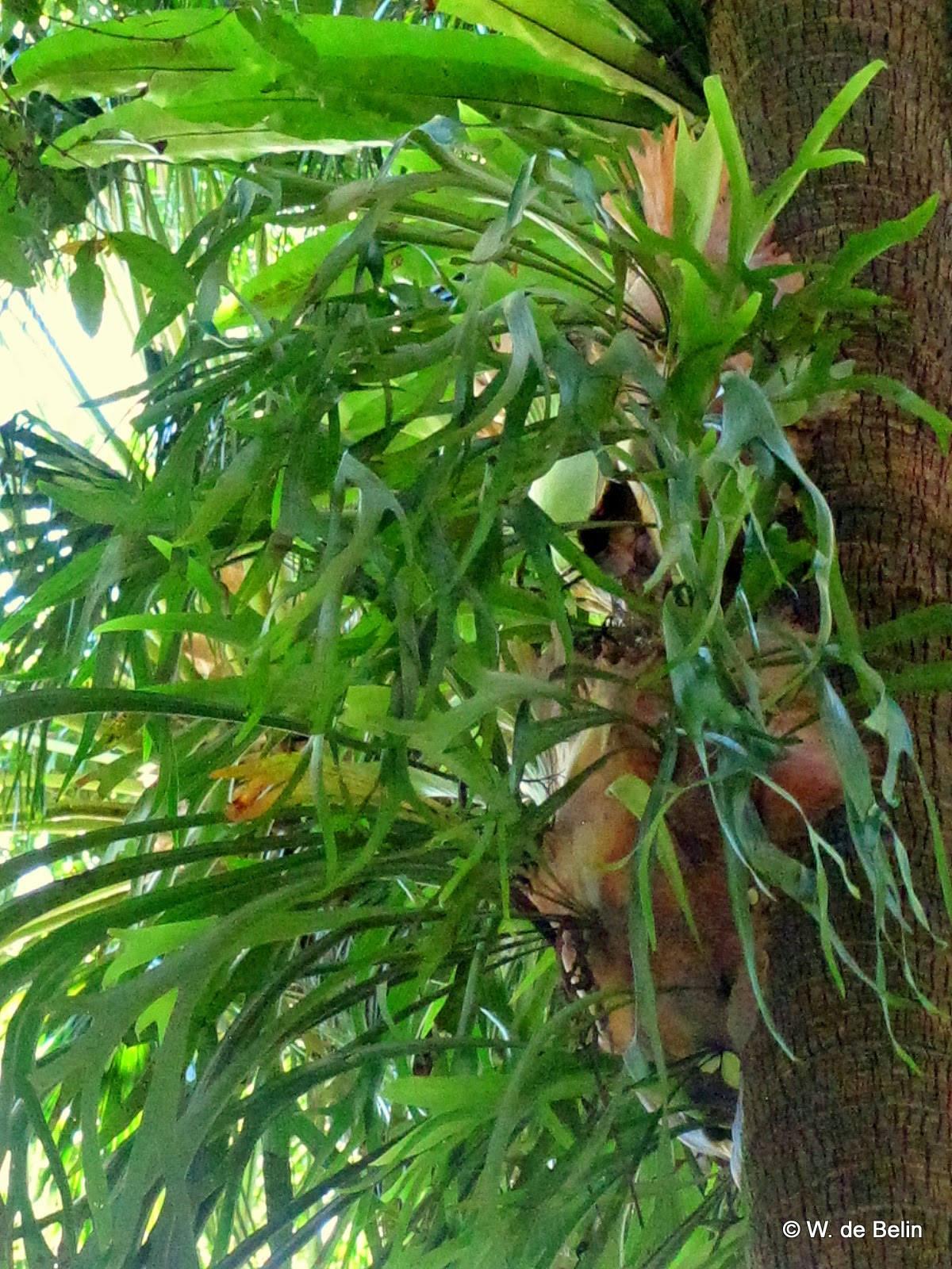 Sydney's Wildflowers and Native Plants Platycerium bifurcatum