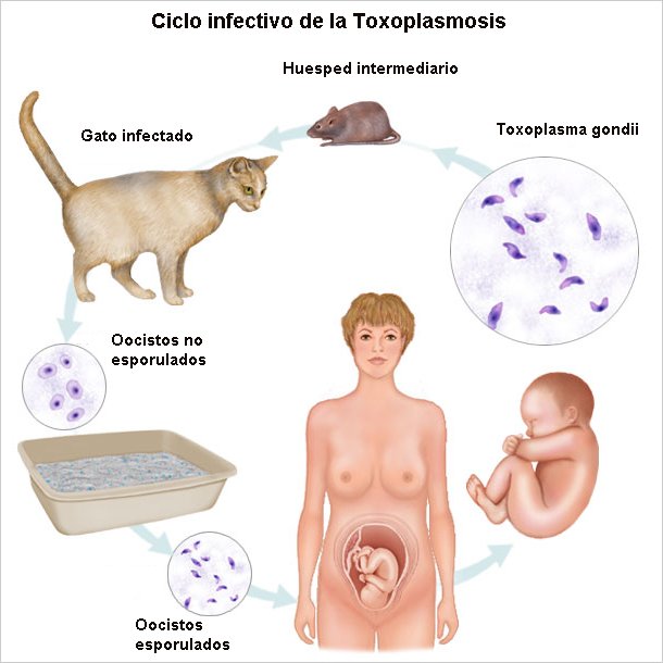 que es el parasito del gato en mujeres embarazadas que es el parasito del gato en mujeres embarazadas