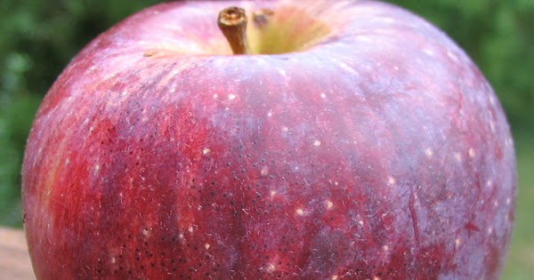 Red Delicious Apple – Pink Dot