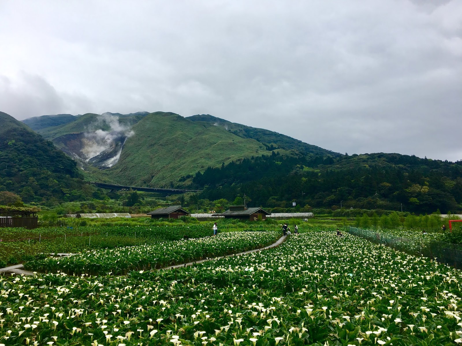 Taipei Travel YangMingShan Calla Lily Festival My Life Abroad