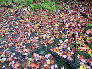 Colorful fall leaves on the Monroe Trail in Camel's Hump State Park