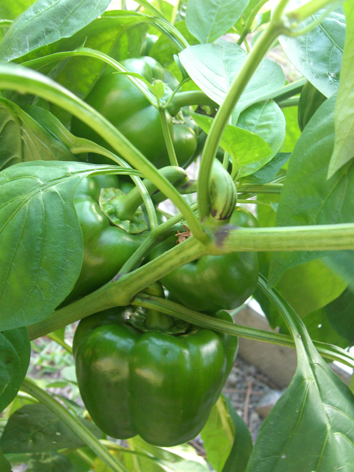 dave-s-garden-capsicums