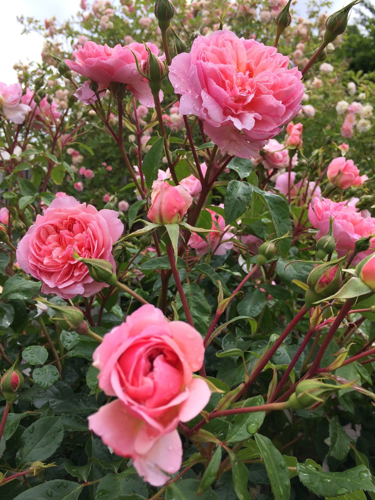 Roses Du Jardin Cheneland