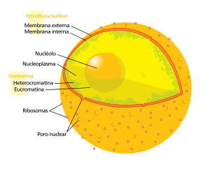 Nucleo celular