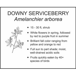 Denver Landscape Plants Serviceberry