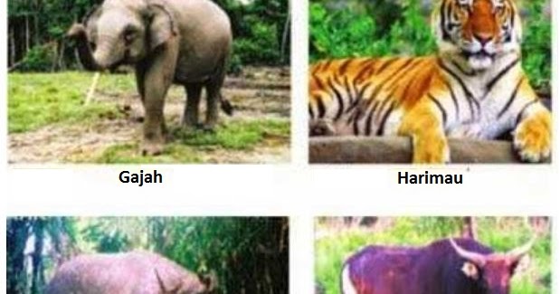 63 Gambar Gajah Harimau Badak Bercula Satu Banteng Paling