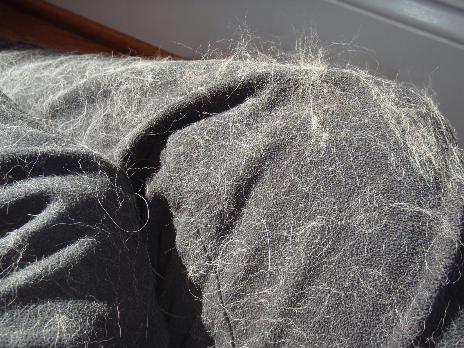 The Chronicles of Cardigan 'I think my dog's coat exploded,' declared