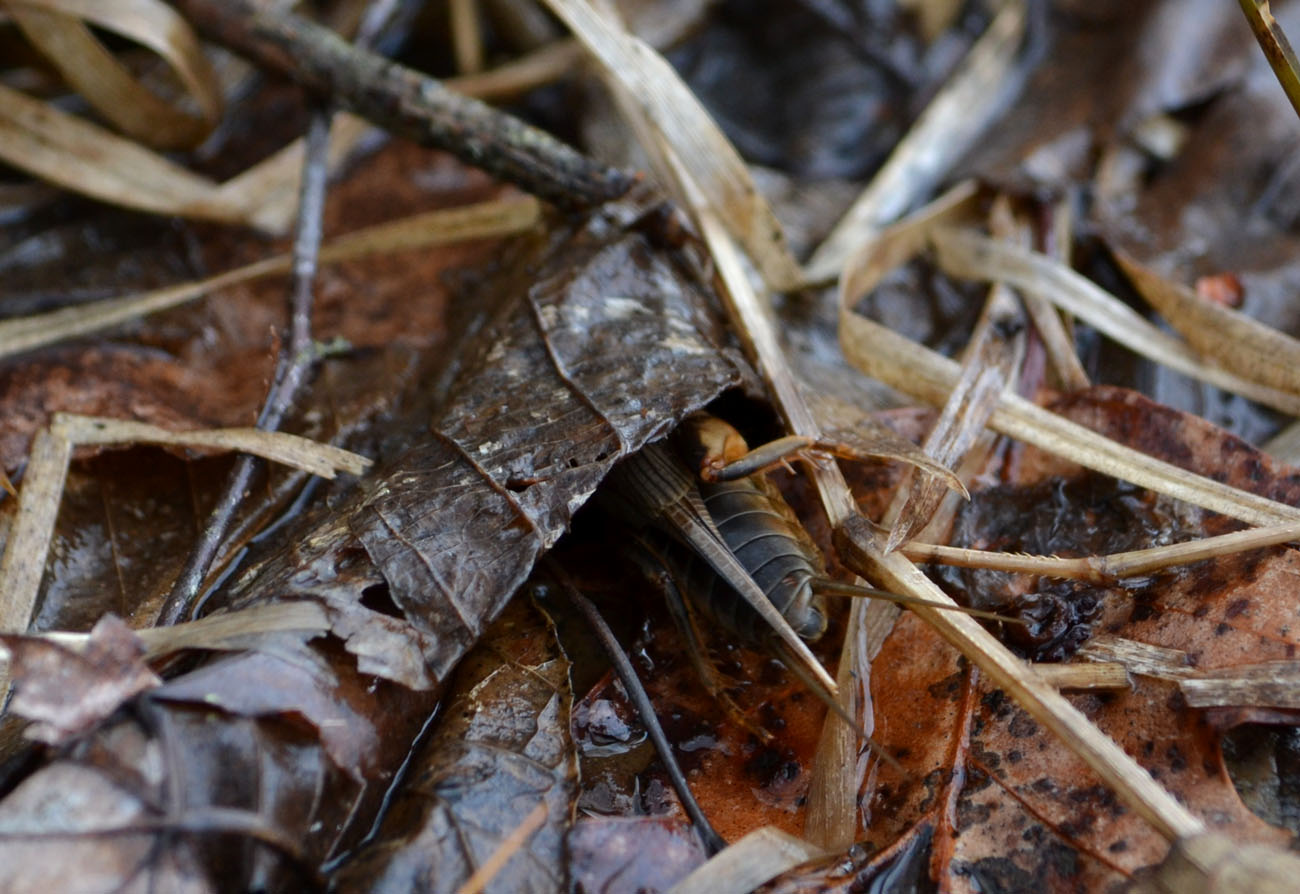 Woods Walks and Wildlife Amphibian Afternoon, Plus a Mole Cricket