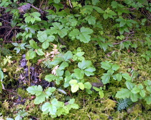poison ivy oak sumac