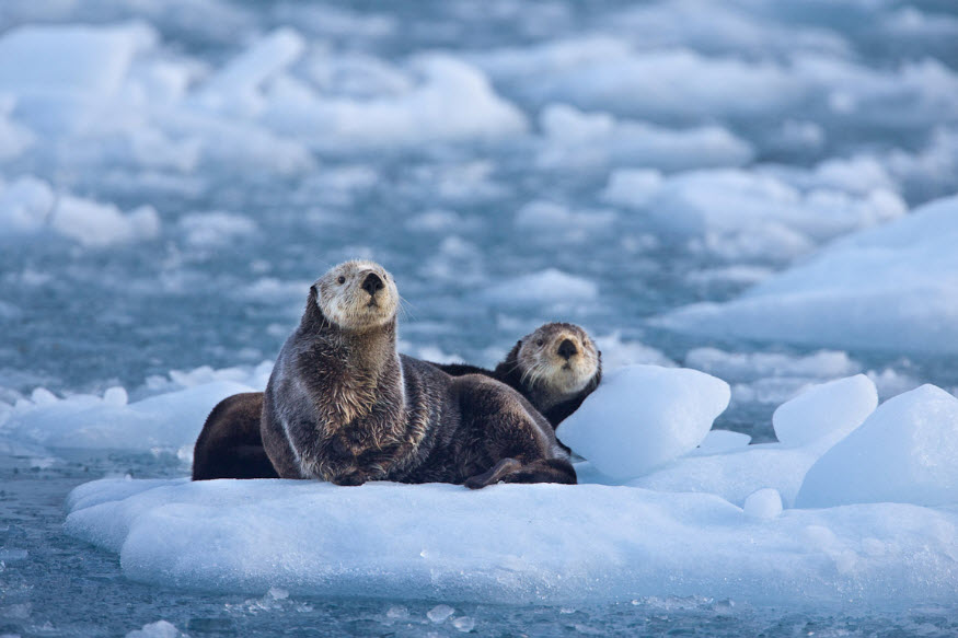 Sea Otter | The Biggest Animals Kingdom