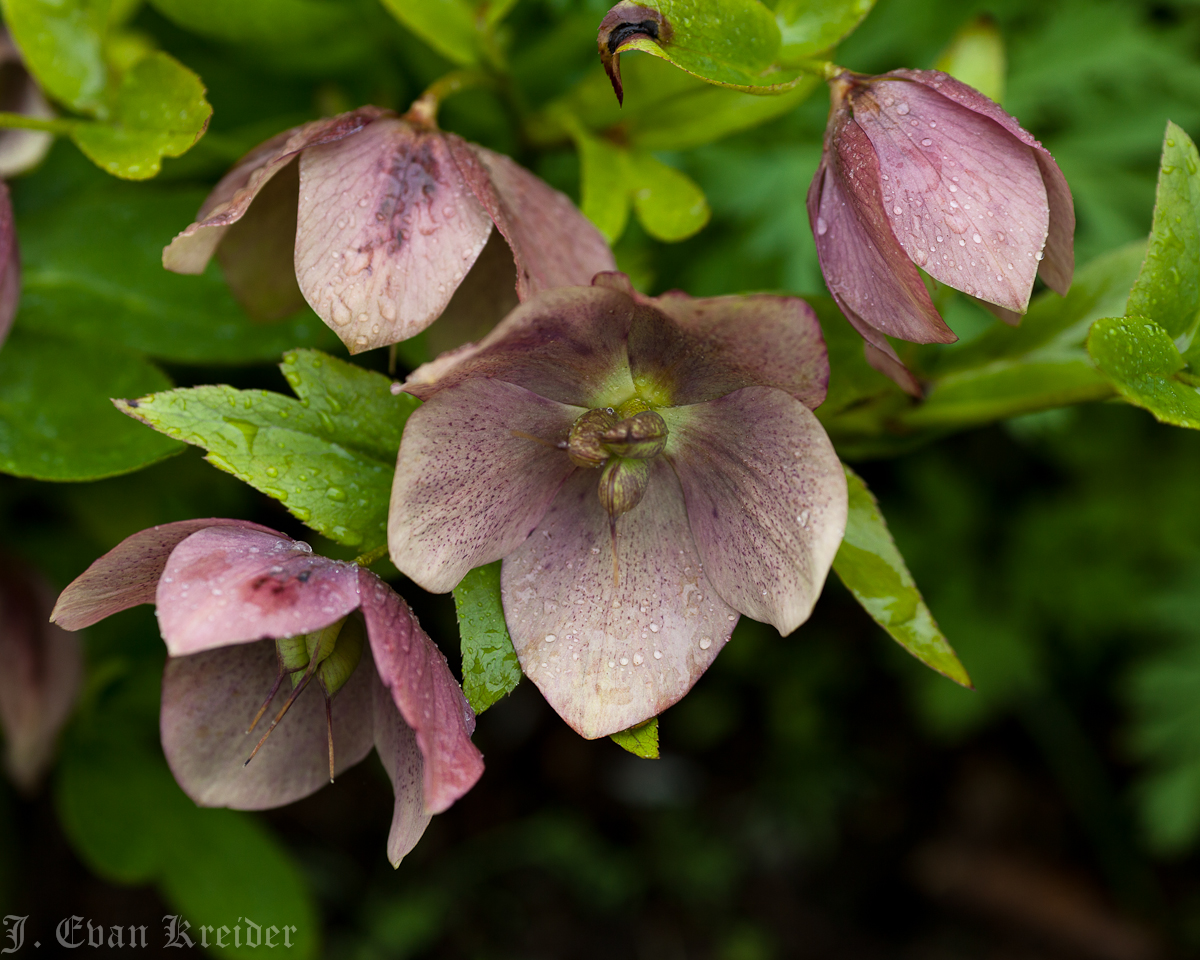 Kreider's Korner Photographs Late April flowers in Vancouver