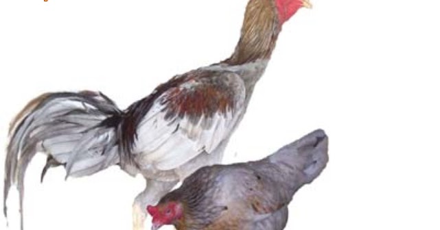 63 Gambar Ayam Ciung Wanara Kekinian 63 Gambar Ayam Ciung Wanara Kekinian