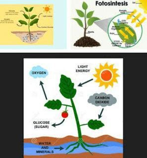 4 Faktor Internal Dan Eksternal Yang Mempengaruhi Fotosintesis
