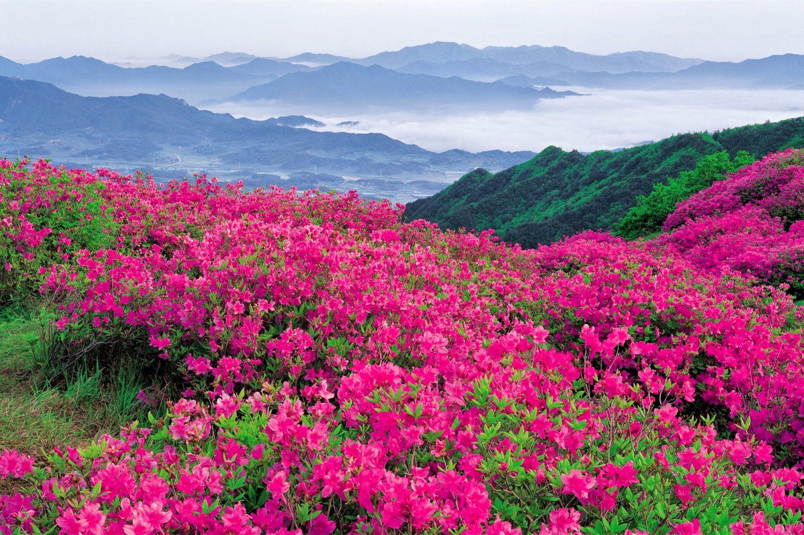 East Of The Blue Ridge Spring In The Blue Ridge Mountains east-of-the-blue-ridge-spring-in-the-blue-ridge-mountains
