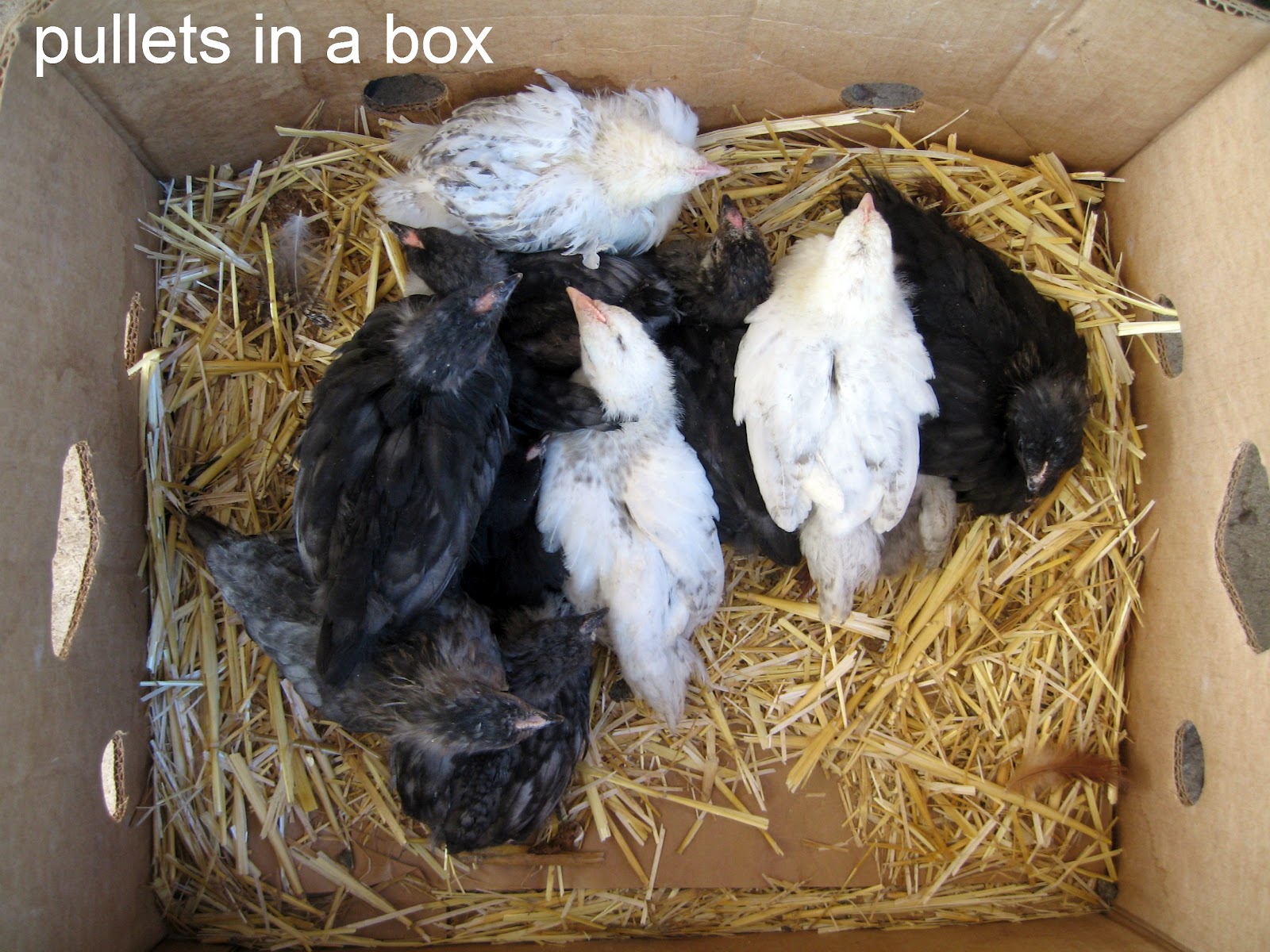 Carolina Backyard Farm pullet care