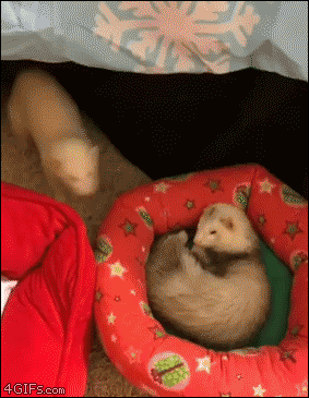 Funny animal gifs - part 337, funny animal gif, best funny gif