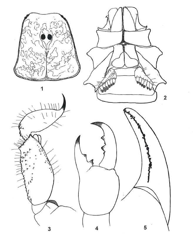 The Scorpion Files Newsblog A new species of Broteochactas from Brazil