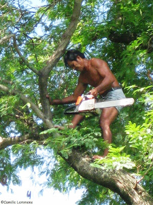 Cutting a tree