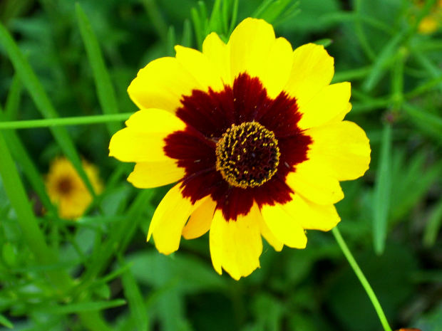 21 Girasoles Hd Para Regalar A Tus Amistades Facebook