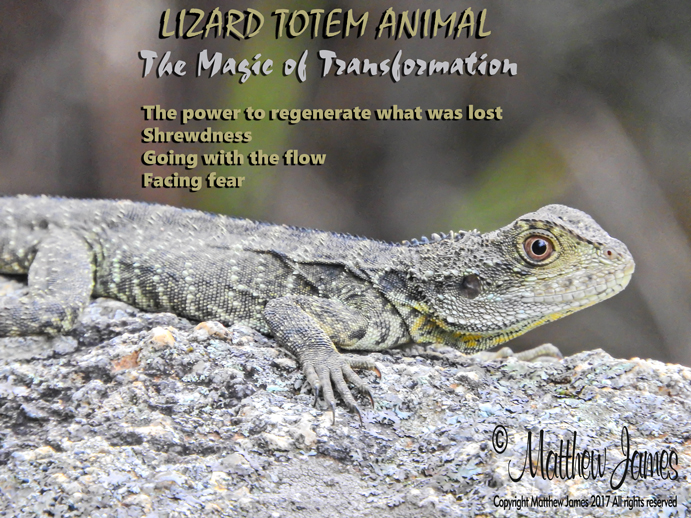 A Light In The Darkness: Lizard Totem Animal