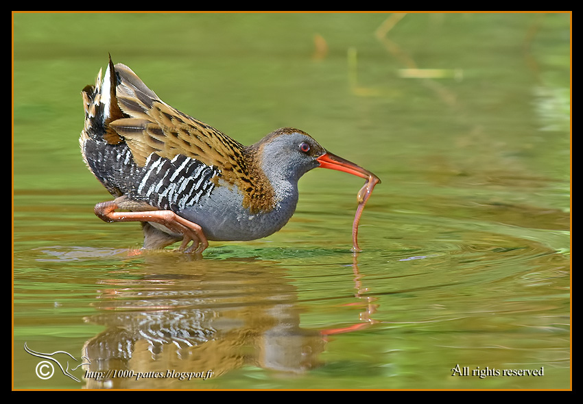 Rallus aquaticus - http://1000-pattes.blogspot.com/