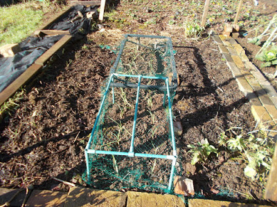 Garlic Allotment Getting the vegetable garden ready for spring Green Fingered Blog