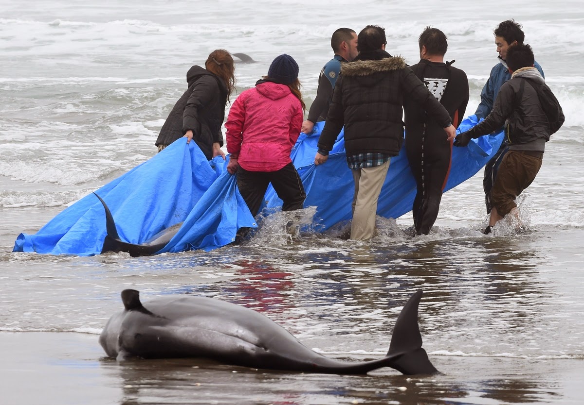 Почему дельфинов выбрасывает на берег. Спасение морских животных. Дельфин выбросился на берег.