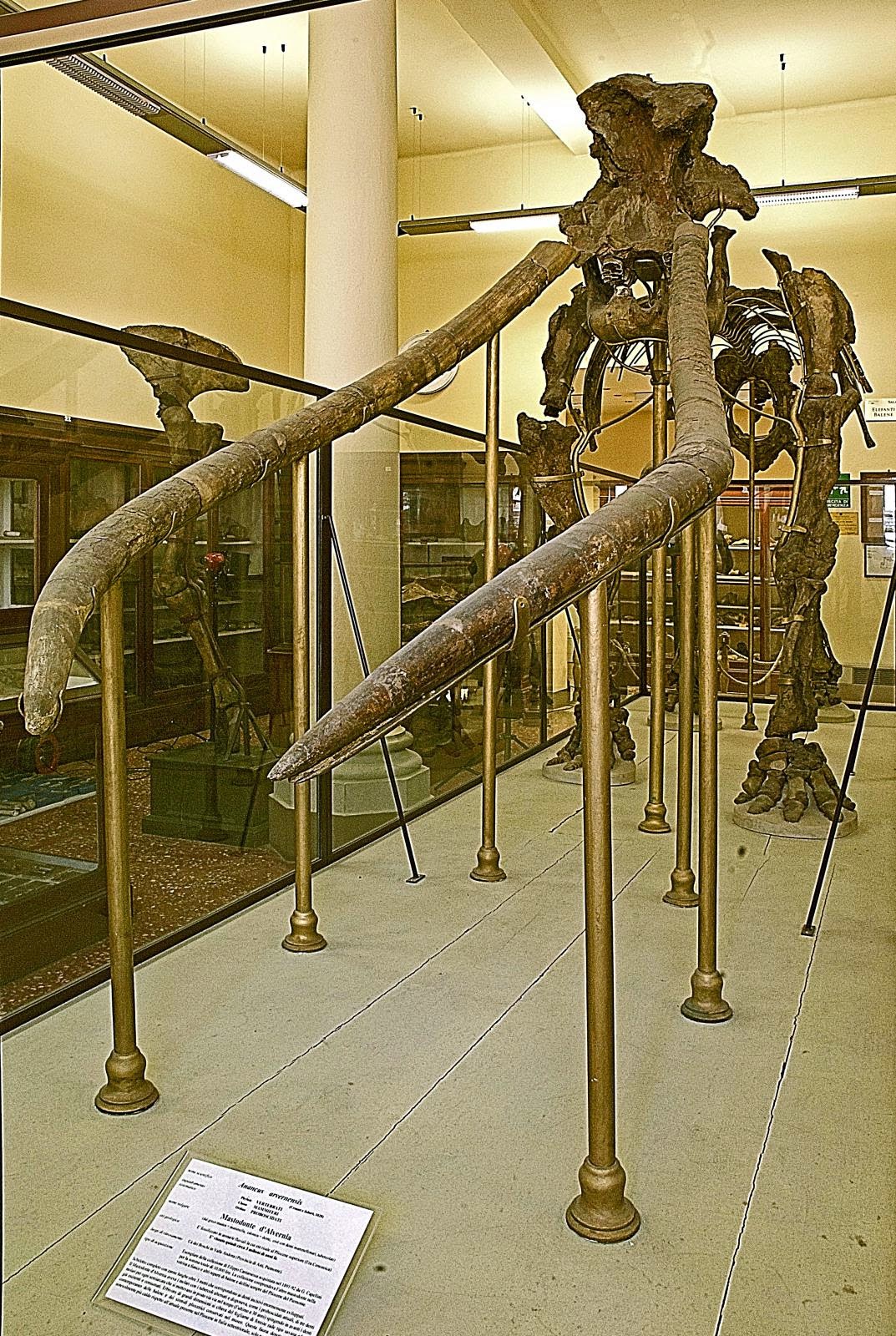 Bologna per bimbi 0-18 Newsblog: Laboratori sui dinosauri, ecco i