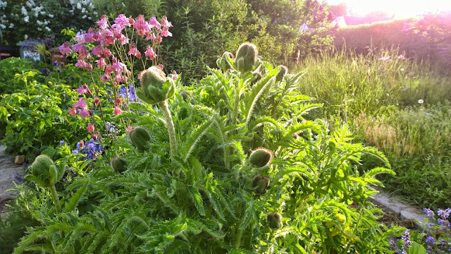 Landschaftspark Und Rhododendren Im Schlosspark Dennenlohe Achims