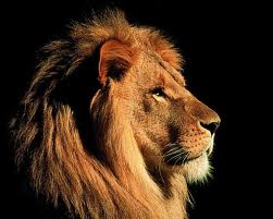 lion asli